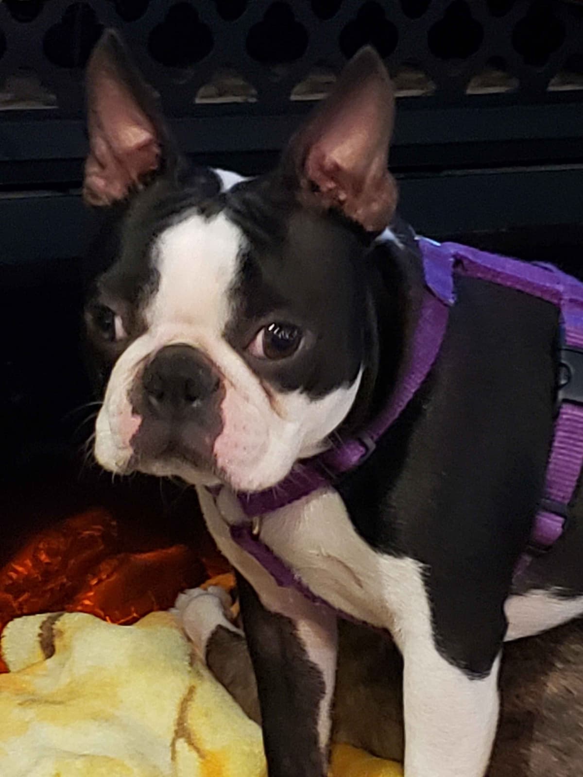 Standard Boston Terrier Puppies breeder image 4