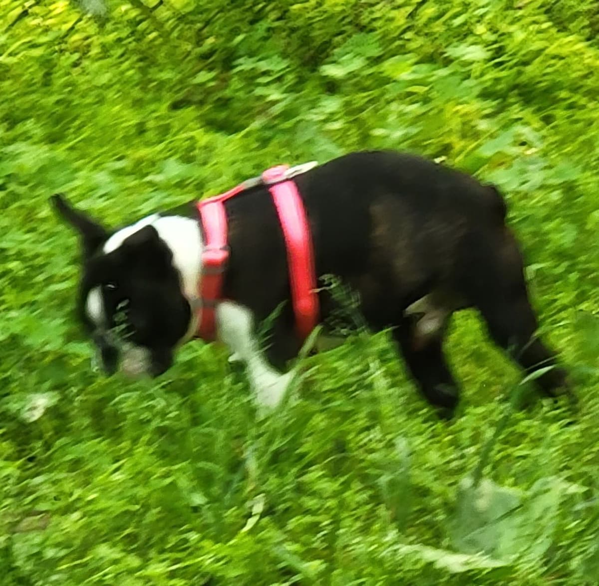 Standard Boston Terrier Puppies breeder image 6