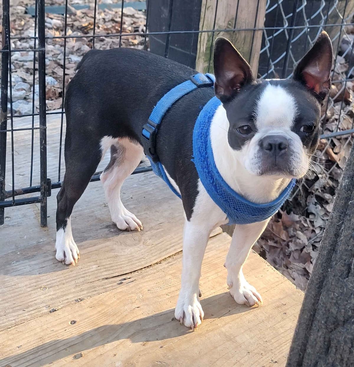 Standard Boston Terrier Puppies breeder image 7