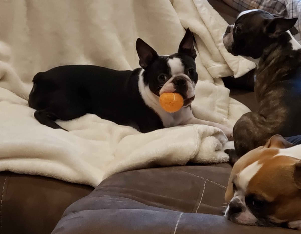Standard Boston Terrier Puppies breeder image 8