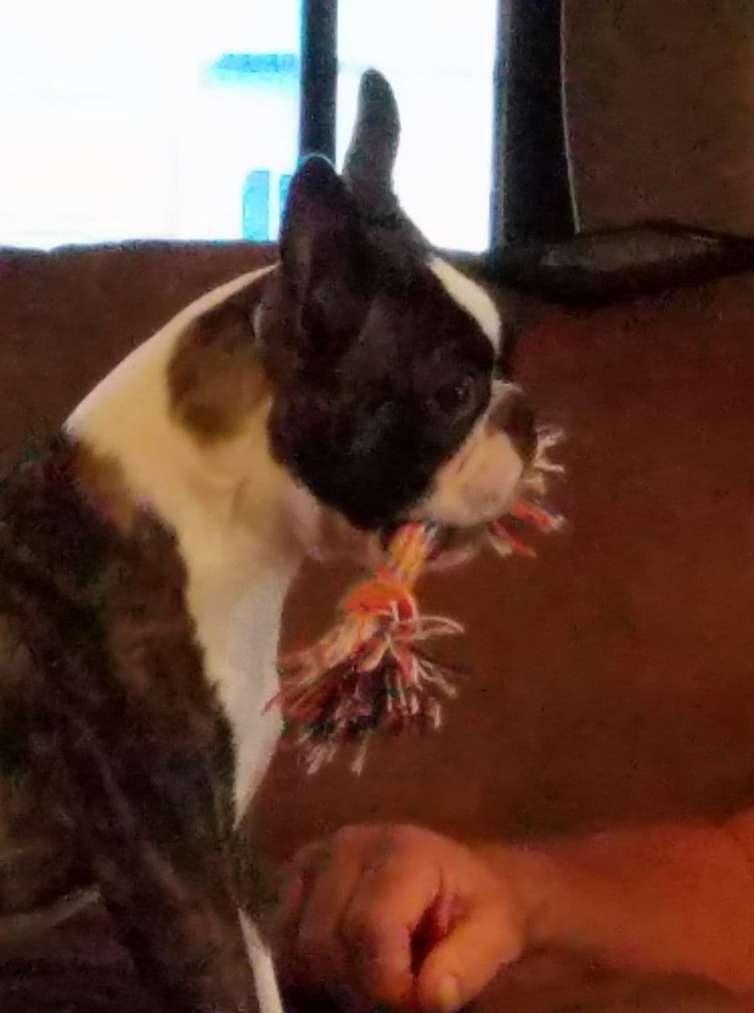 Standard Boston Terrier Puppies breeder image 9