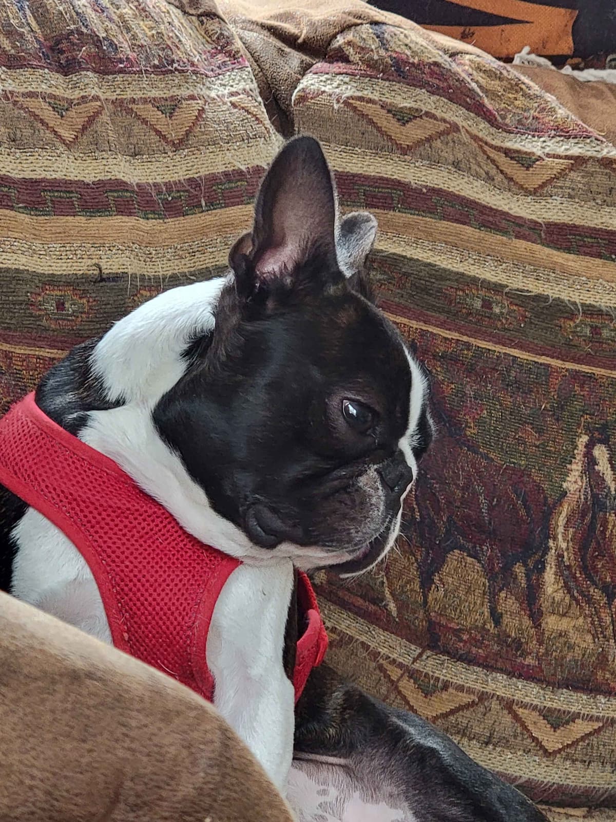 Standard Boston Terrier Puppies breeder image 10