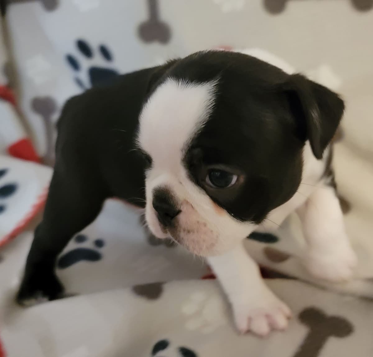Standard Boston Terrier Puppies breeder image 12