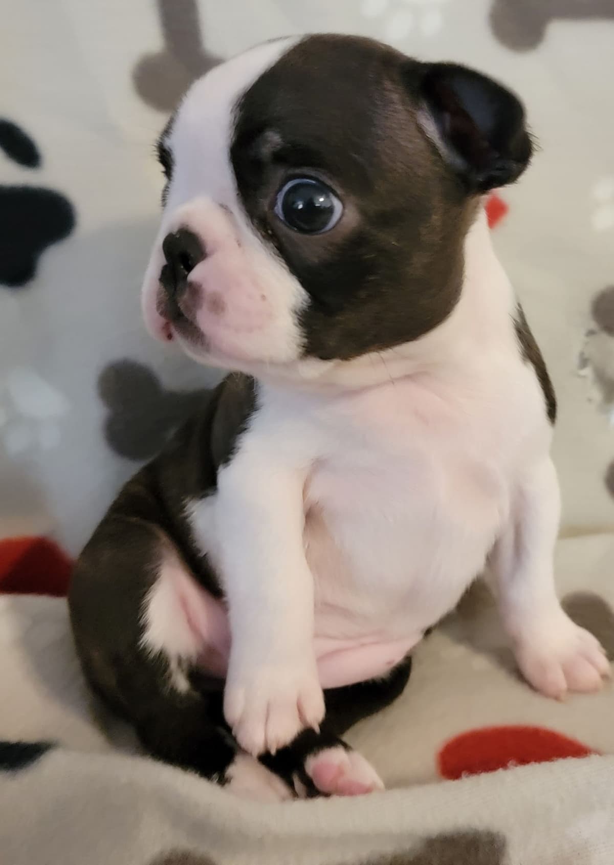 Standard Boston Terrier Puppies breeder image 13