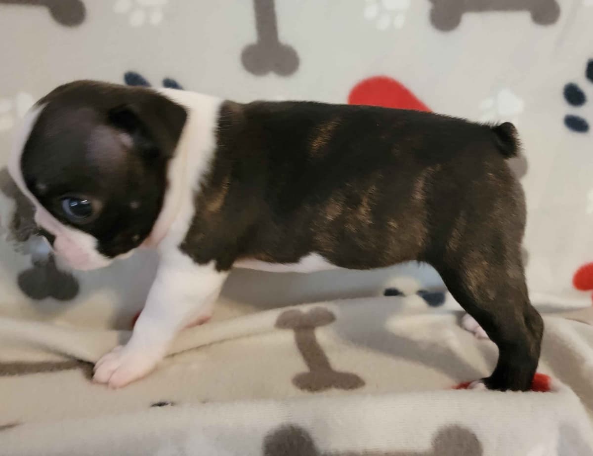 Standard Boston Terrier Puppies breeder image 14