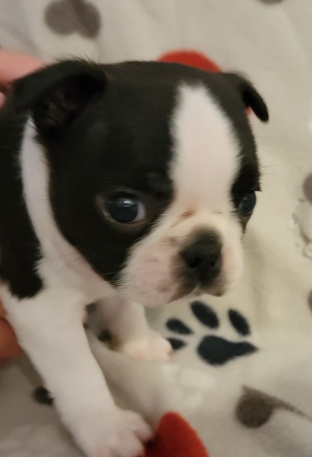 Standard Boston Terrier Puppies breeder image 15