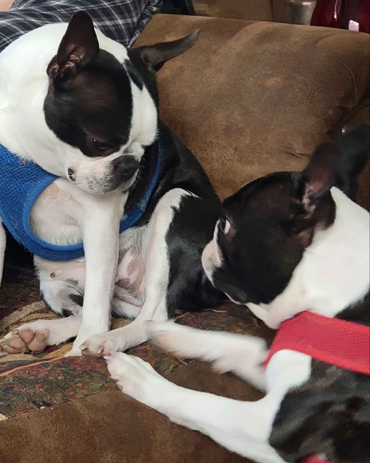 Standard Boston Terrier Puppies breeder image 1