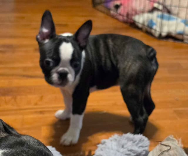 Standard Boston Terrier Puppies media 4