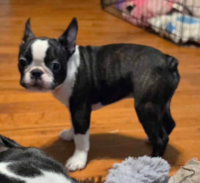 Standard Boston Terrier Puppies media 5
