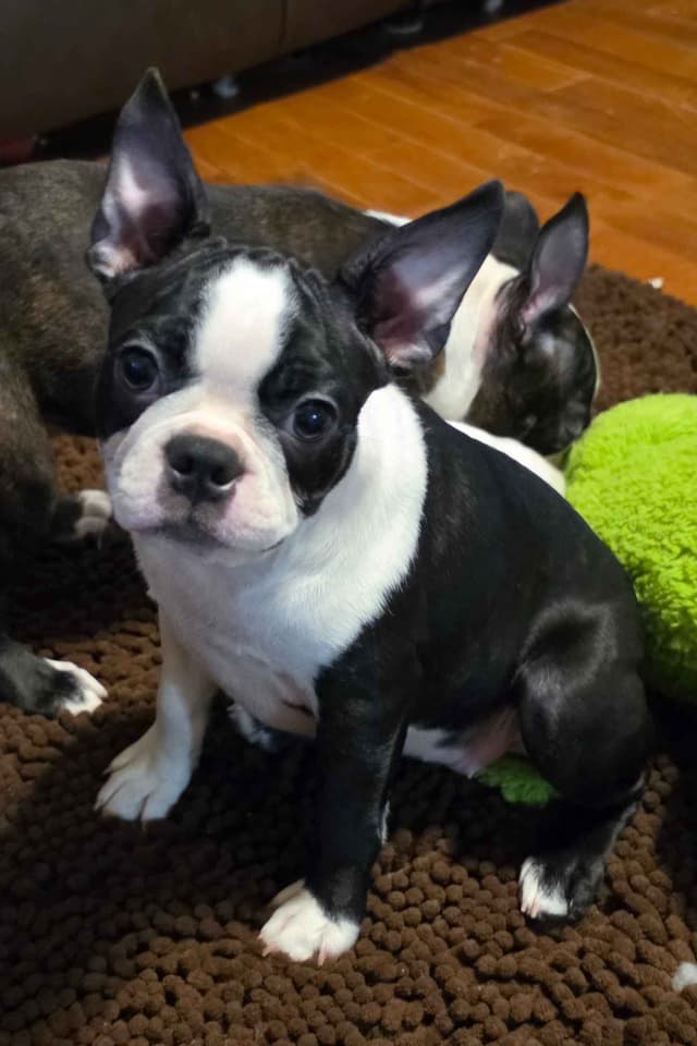 Standard Boston Terrier Puppies media 6