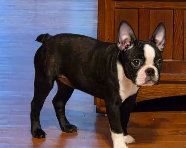Standard Boston Terrier Puppies media 11