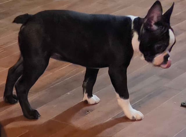 Standard Boston Terrier Puppies media 13