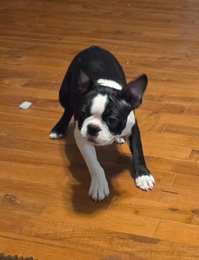 Standard Boston Terrier Puppies media 7