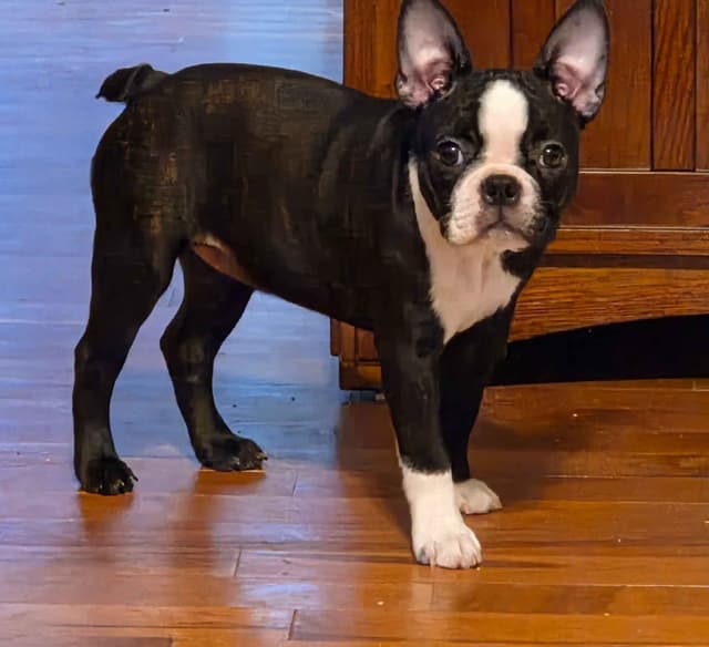 Standard Boston Terrier Puppies media 12