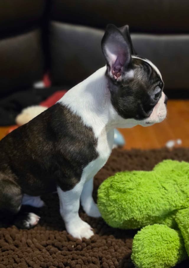 Standard Boston Terrier Puppies media 8