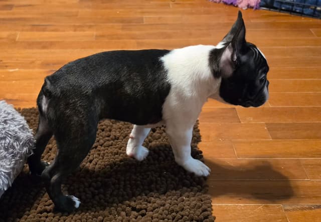 Standard Boston Terrier Puppies media 2