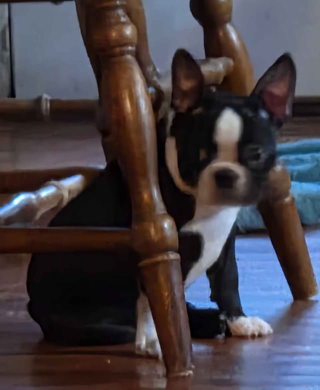 Standard Boston Terrier Puppies media 17