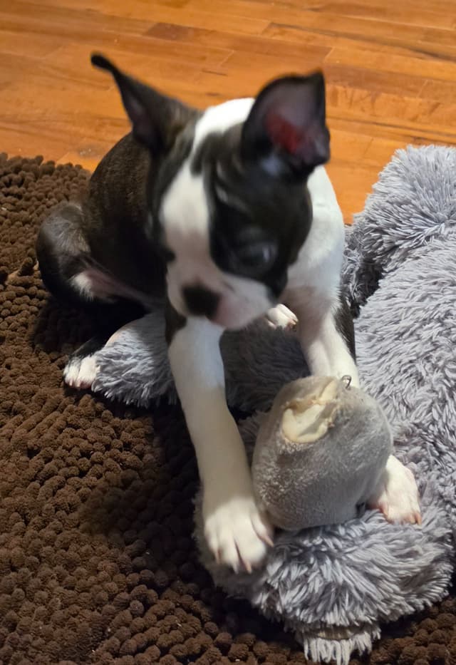 Standard Boston Terrier Puppies media 9