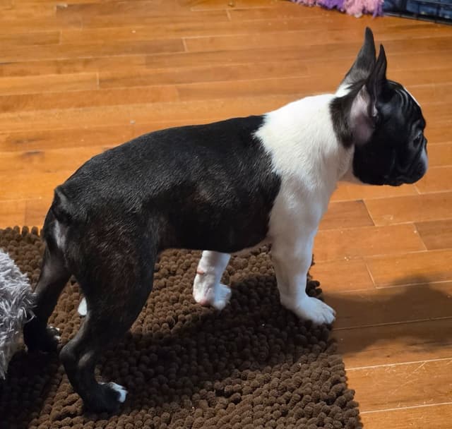 Standard Boston Terrier Puppies media 16