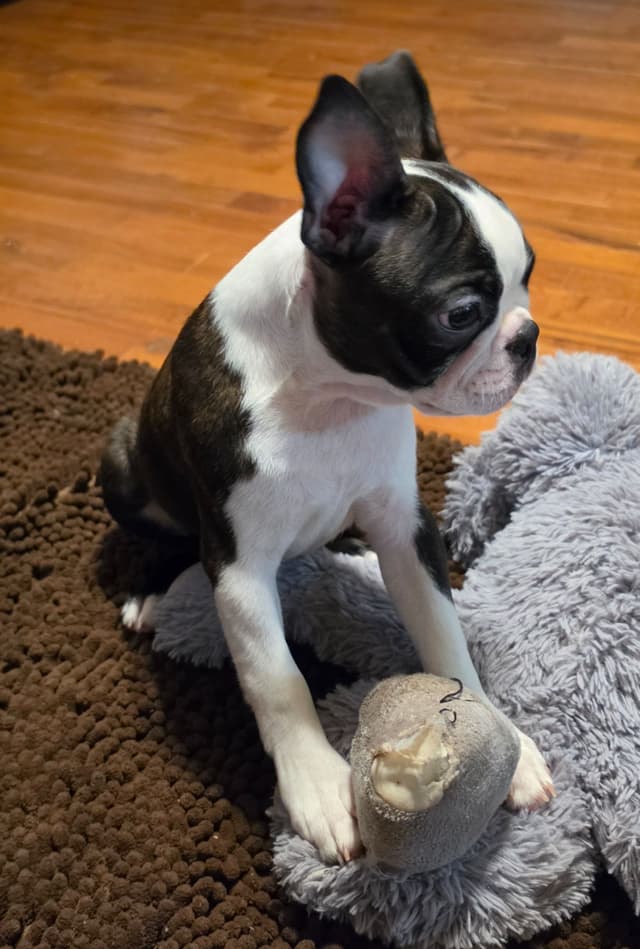 Standard Boston Terrier Puppies media 10