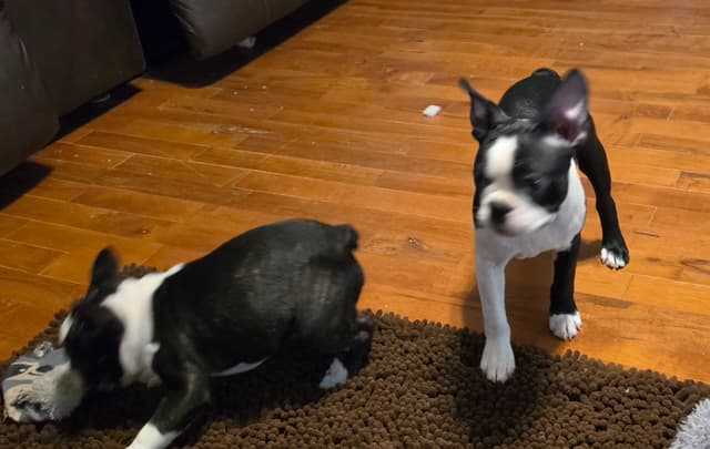 Standard Boston Terrier Puppies media 15