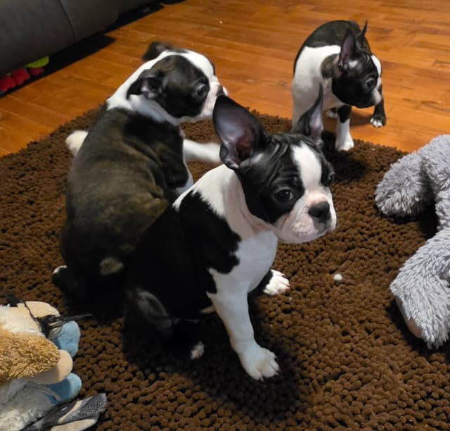 Standard Boston Terrier Puppies media 14
