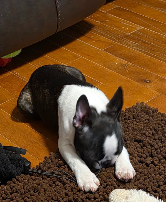 Standard Boston Terrier Puppies media 3