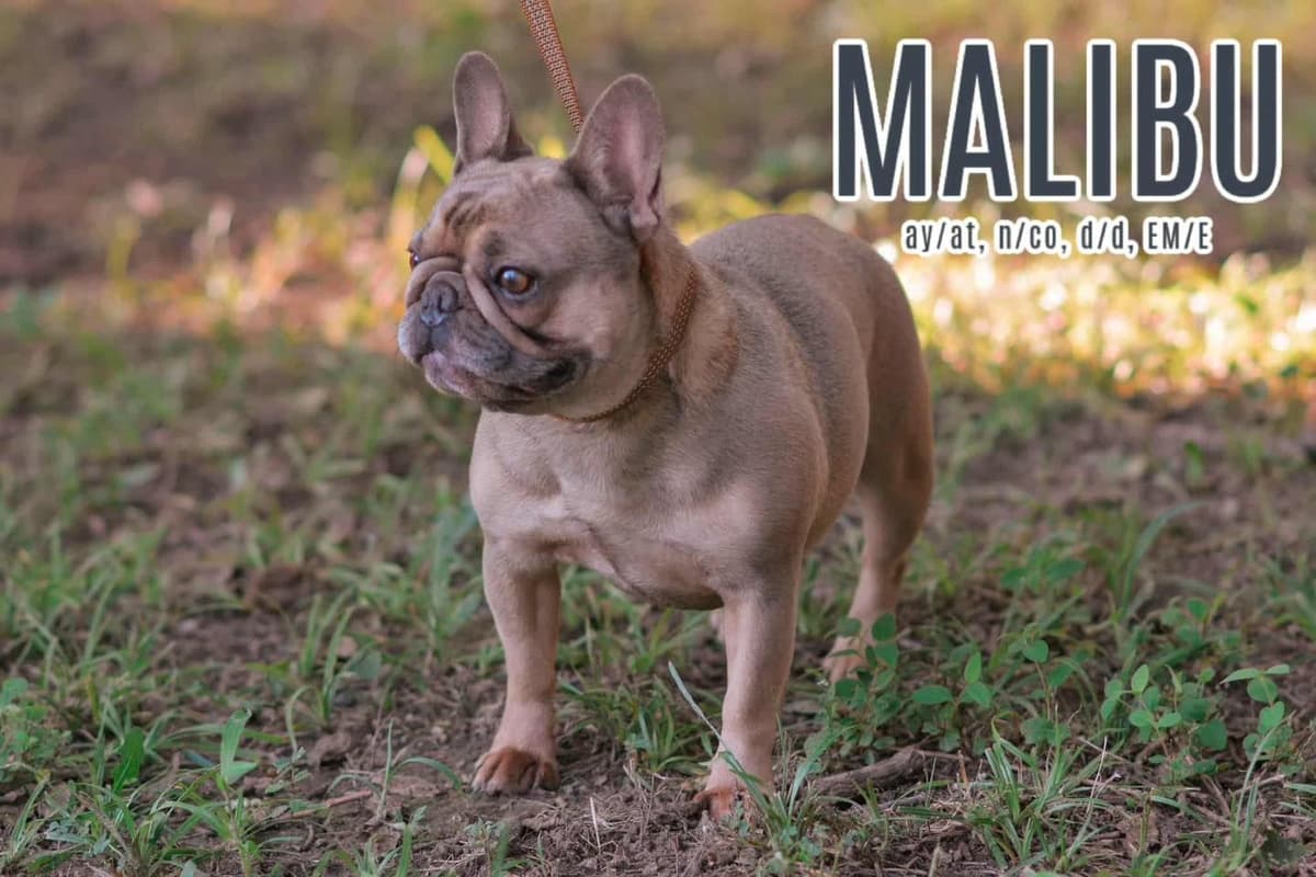 Lilac French Bulldog Puppies breeder image 1