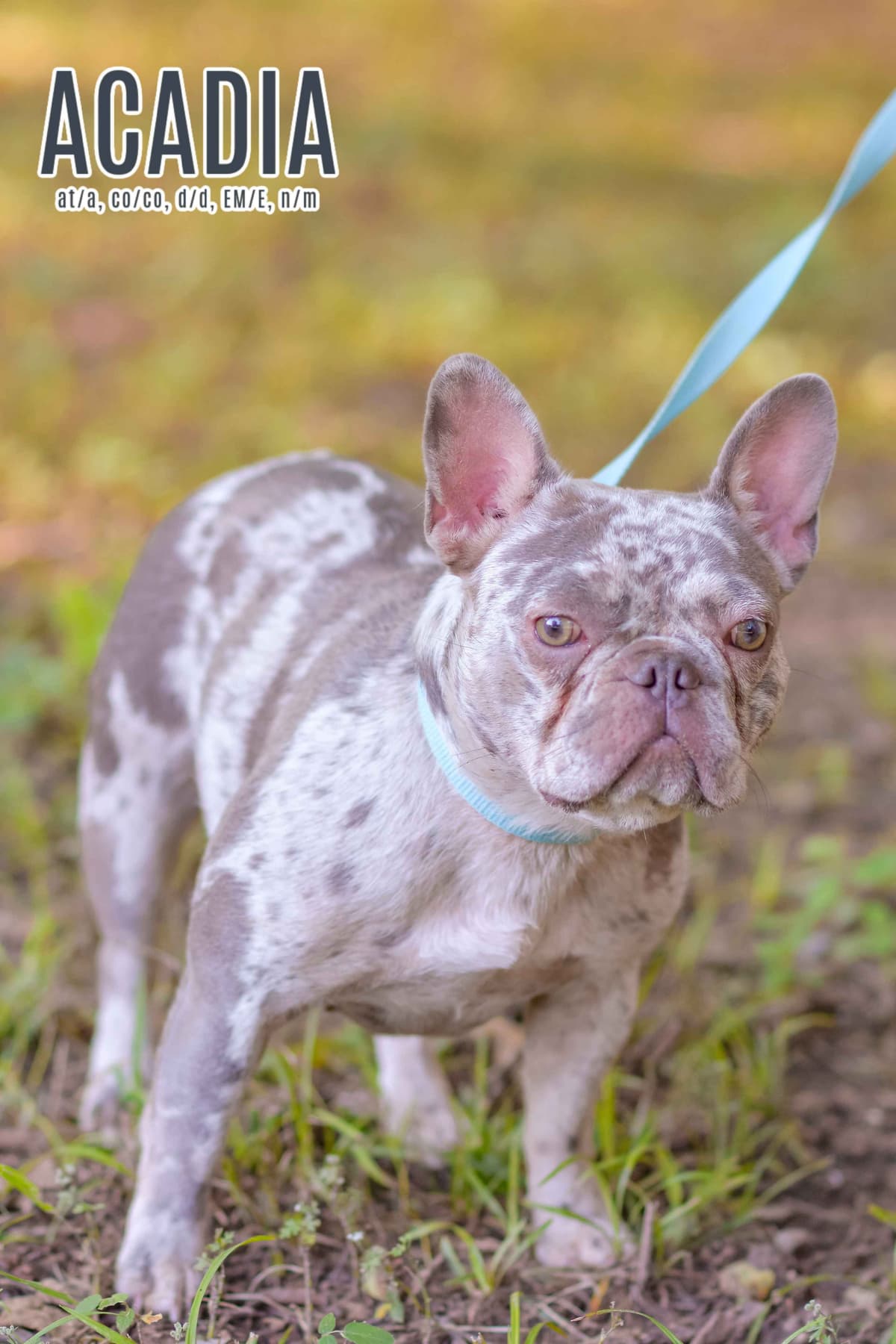 Lilac French Bulldog Puppies breeder image 3