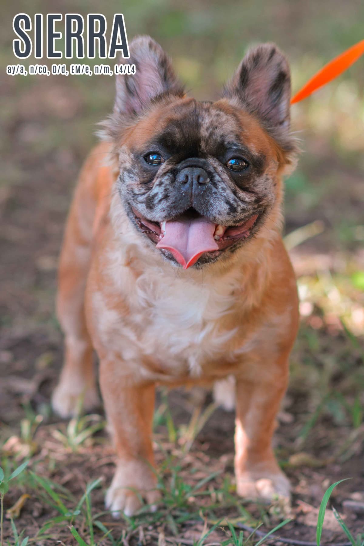 Lilac French Bulldog Puppies breeder image 5
