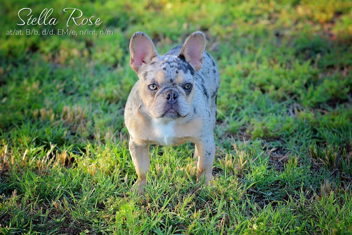 Lilac French Bulldog Puppies breeder image 6