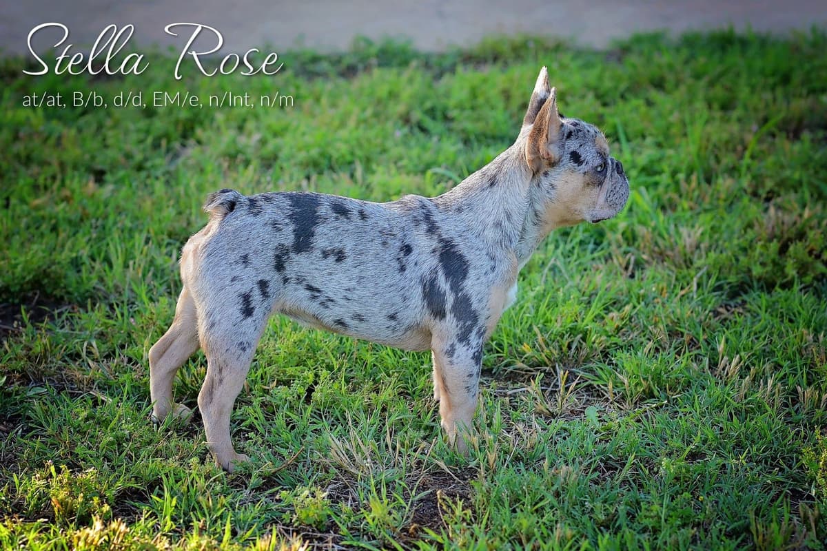 Lilac French Bulldog Puppies breeder image 7