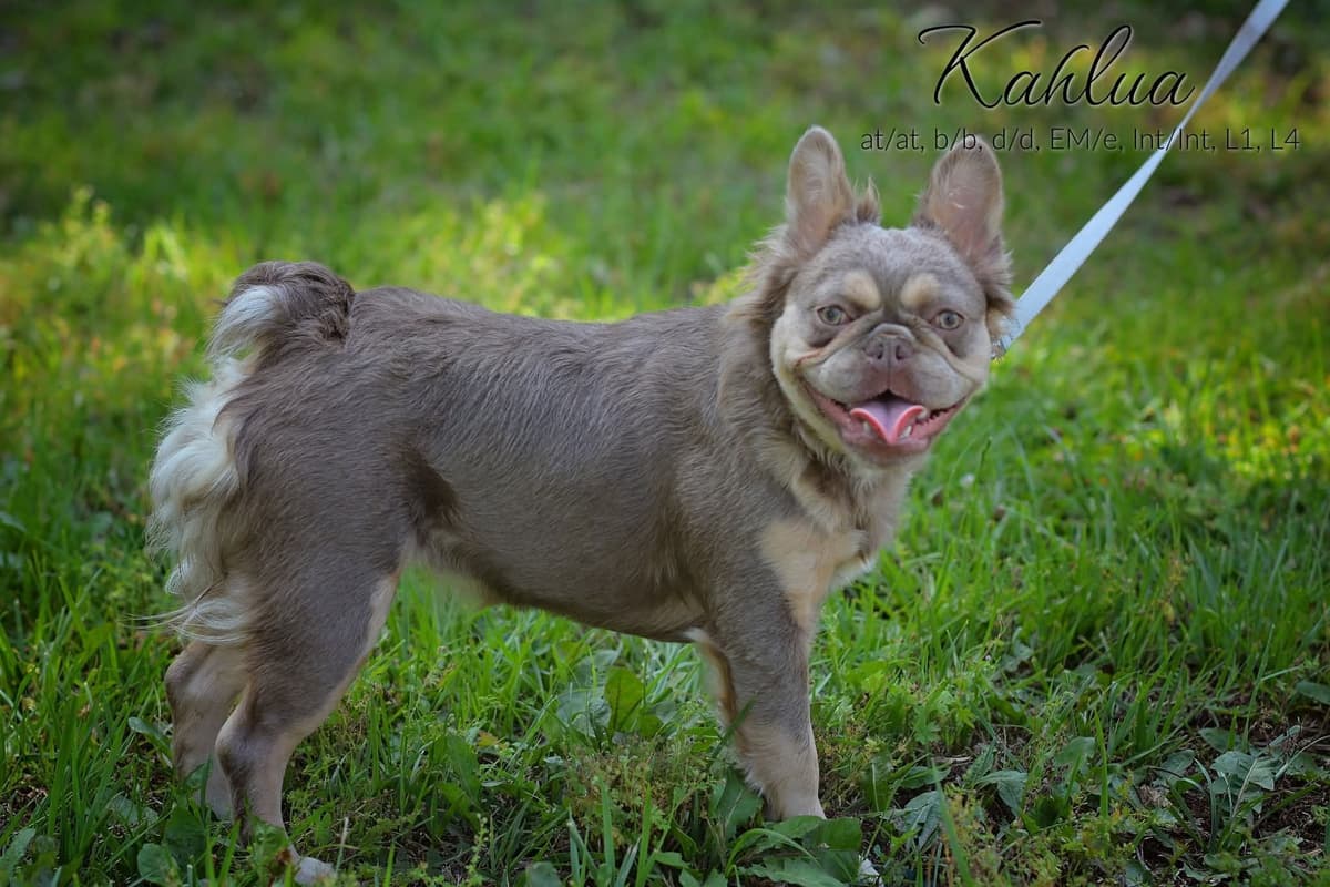 Lilac French Bulldog Puppies breeder image 8
