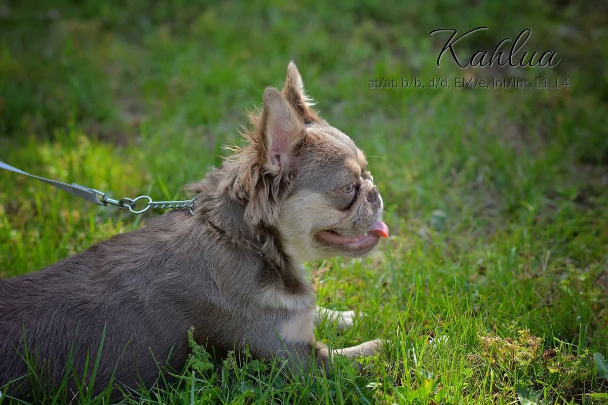 Lilac French Bulldog Puppies breeder image 10