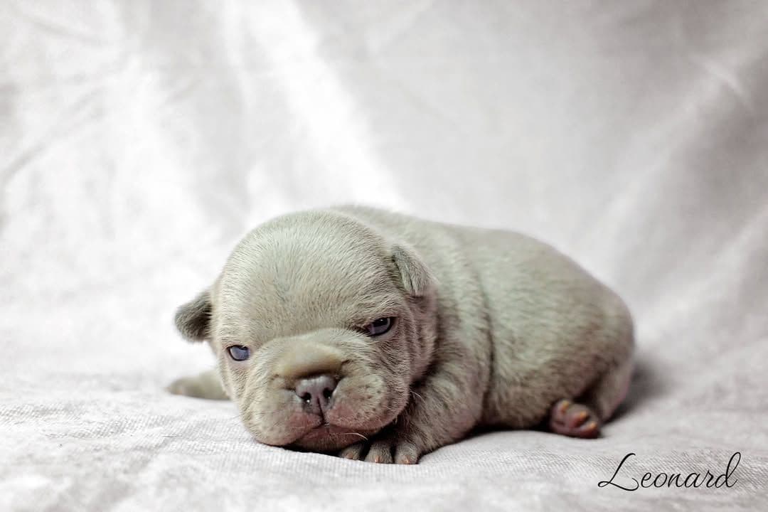 Lilac French Bulldog Puppies breeder image 13