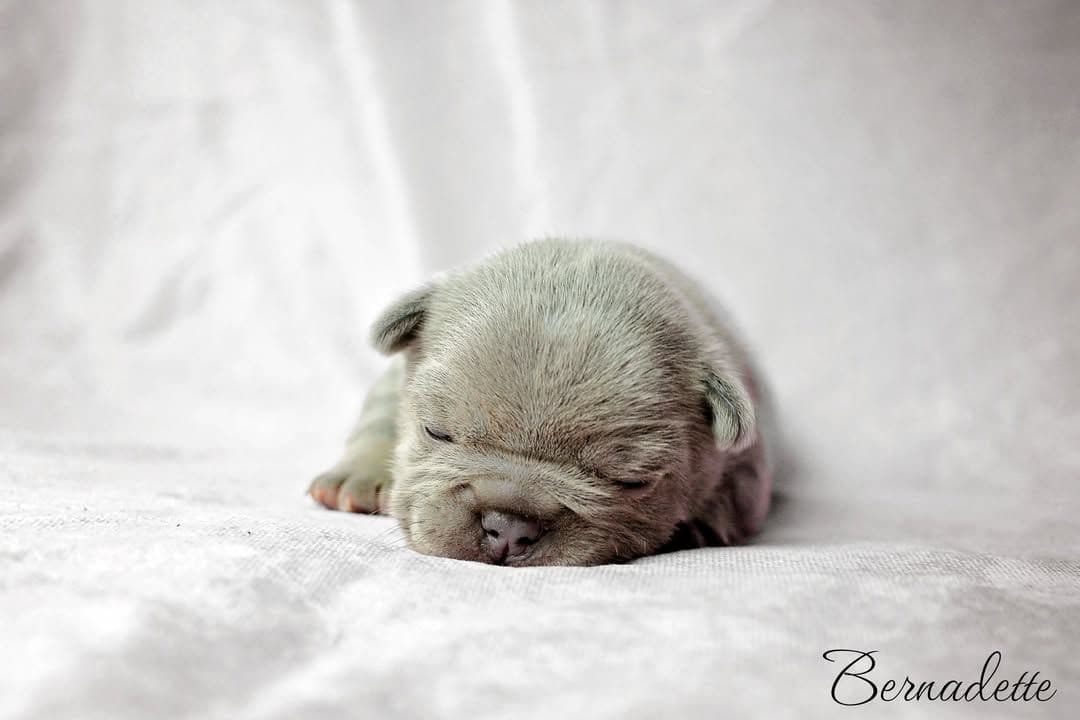 Lilac French Bulldog Puppies breeder image 12