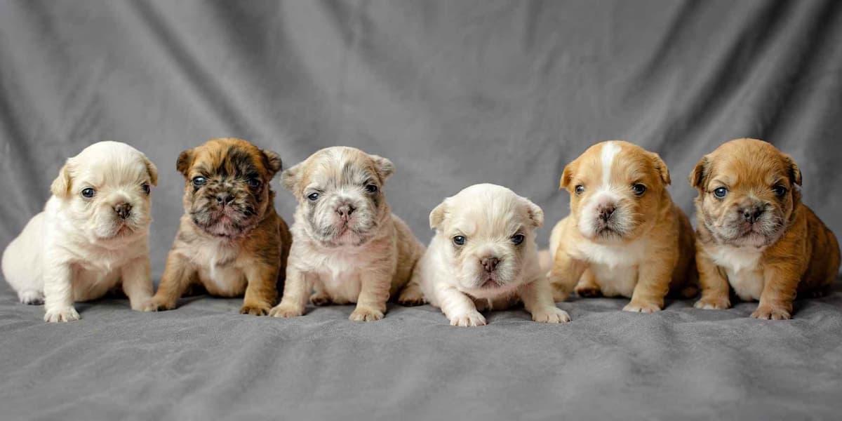 Lilac French Bulldog Puppies breeder image 14