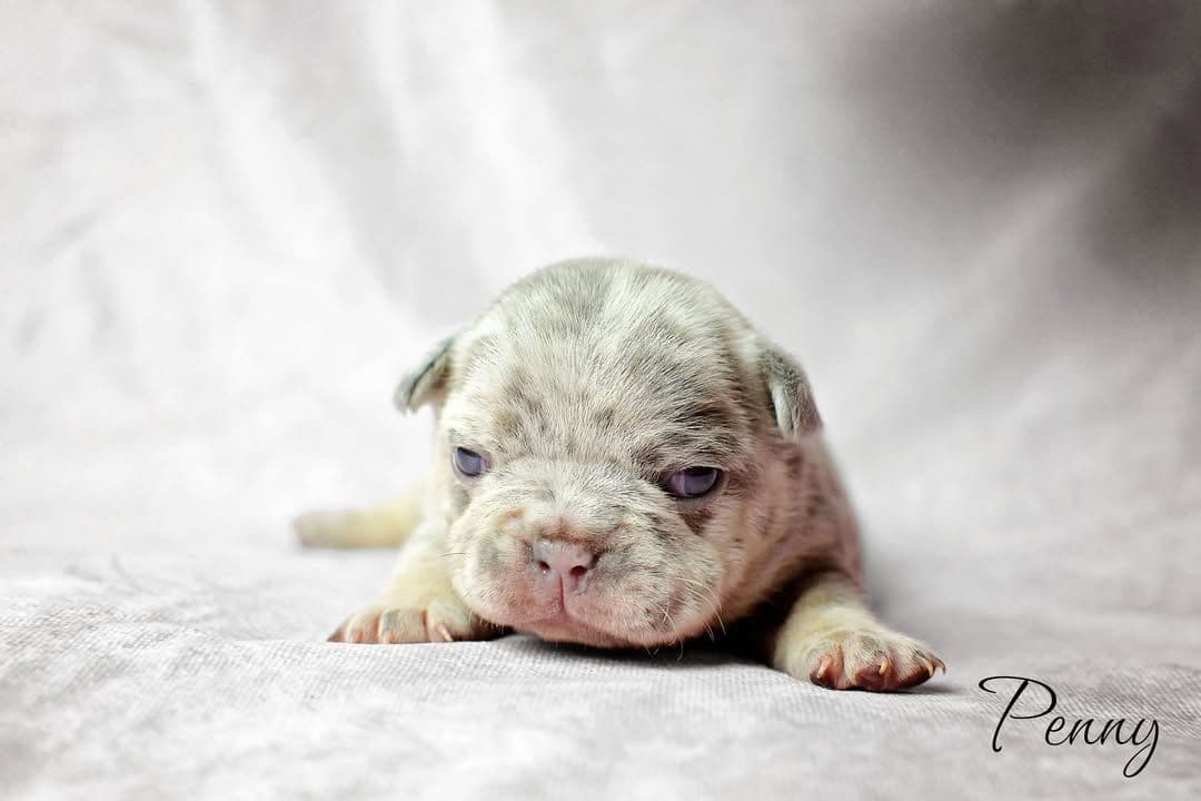 Lilac French Bulldog Puppies breeder image 15