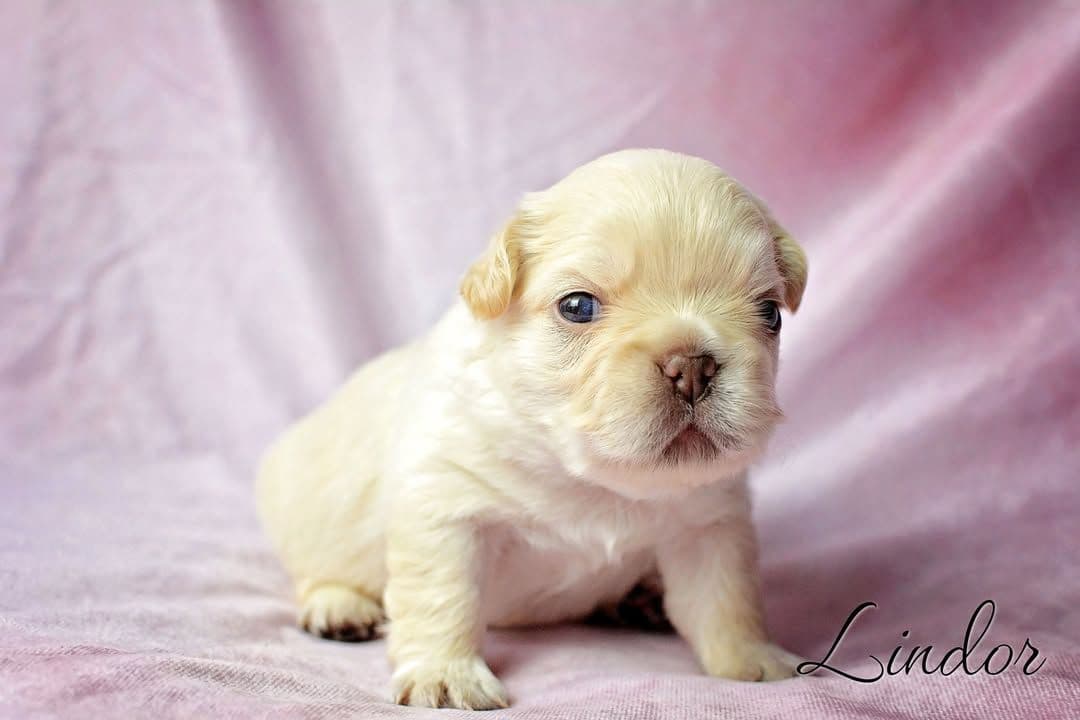 Lilac French Bulldog Puppies breeder image 17