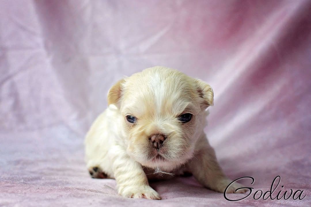 Lilac French Bulldog Puppies breeder image 16