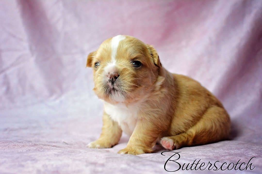 Lilac French Bulldog Puppies breeder image 18
