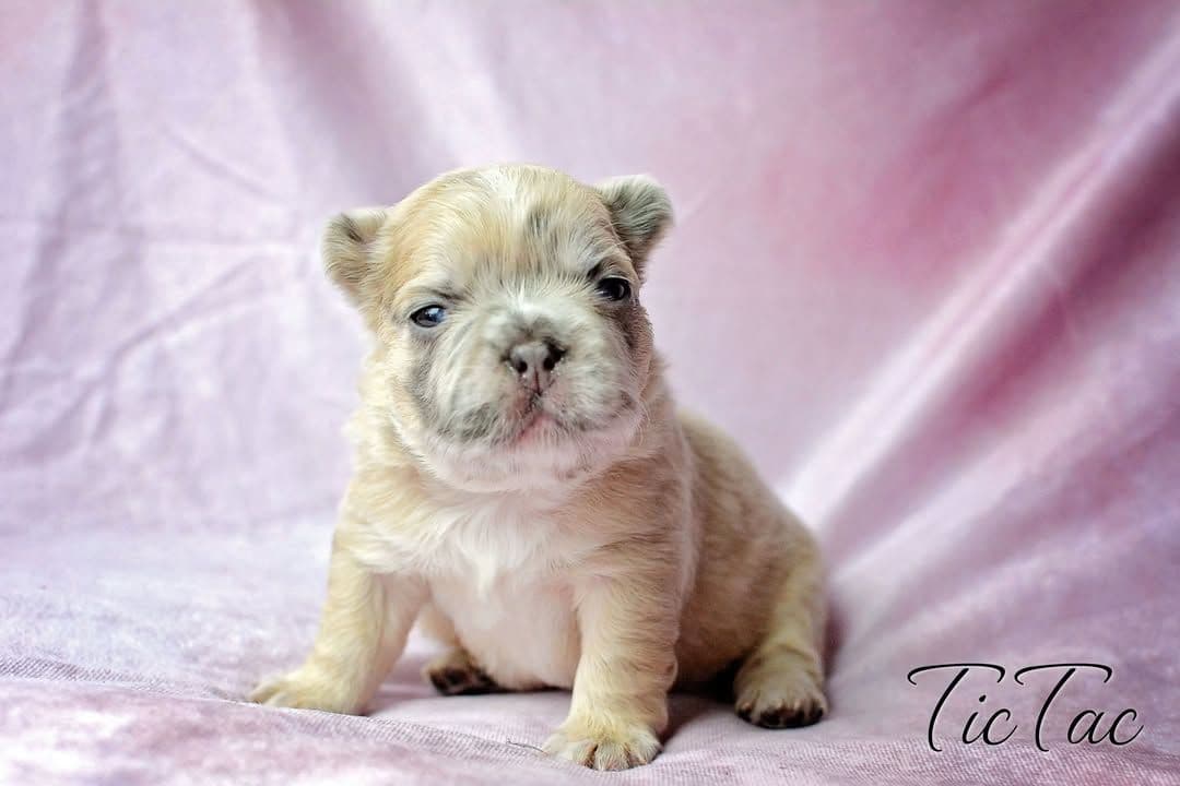Lilac French Bulldog Puppies breeder image 20