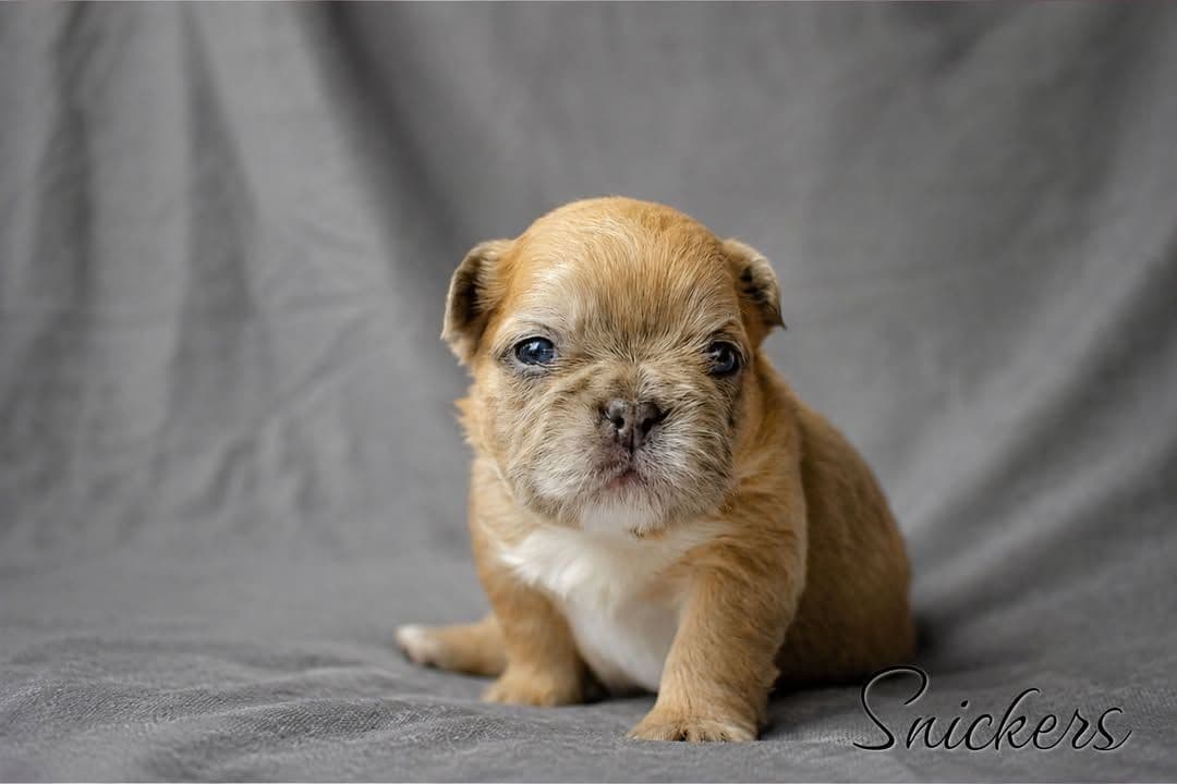 Lilac French Bulldog Puppies breeder image 21