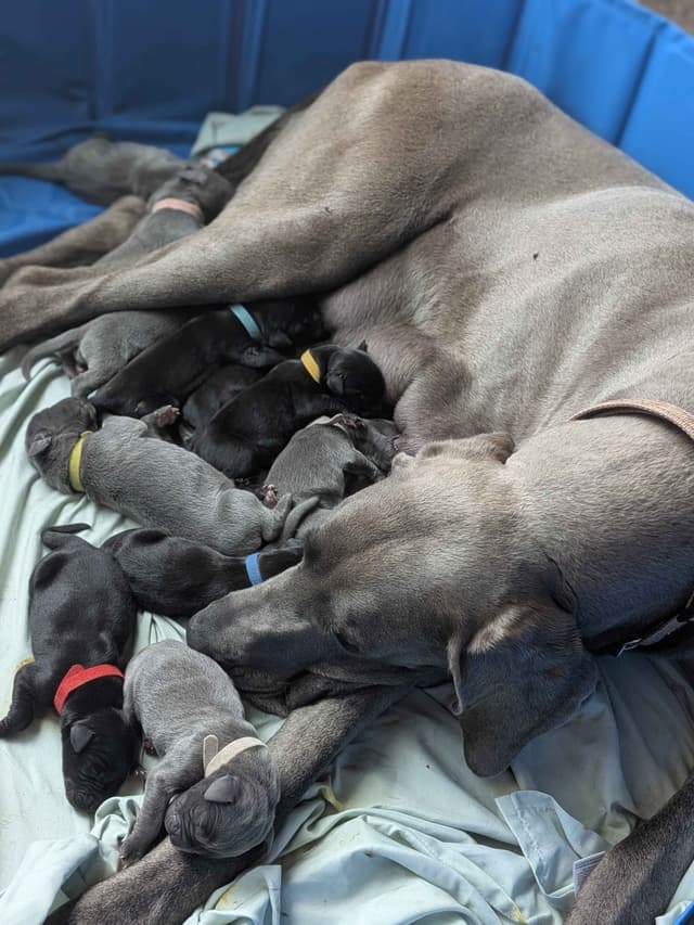 Great Dane Puppies media 3