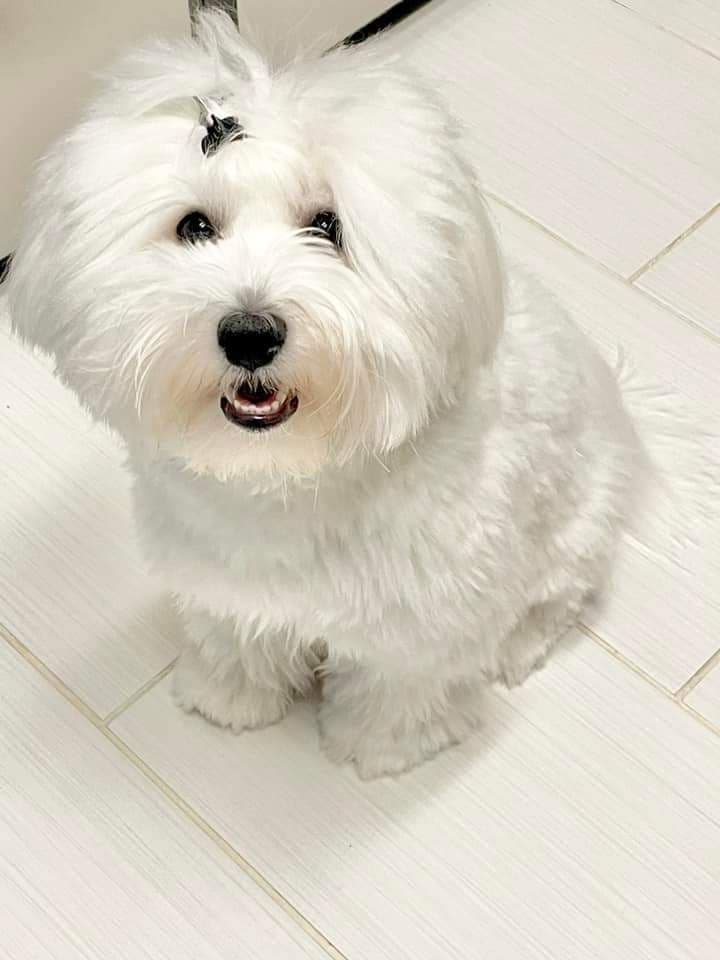 Coton de Tulear Female Puppies 🐾 breeder image 8