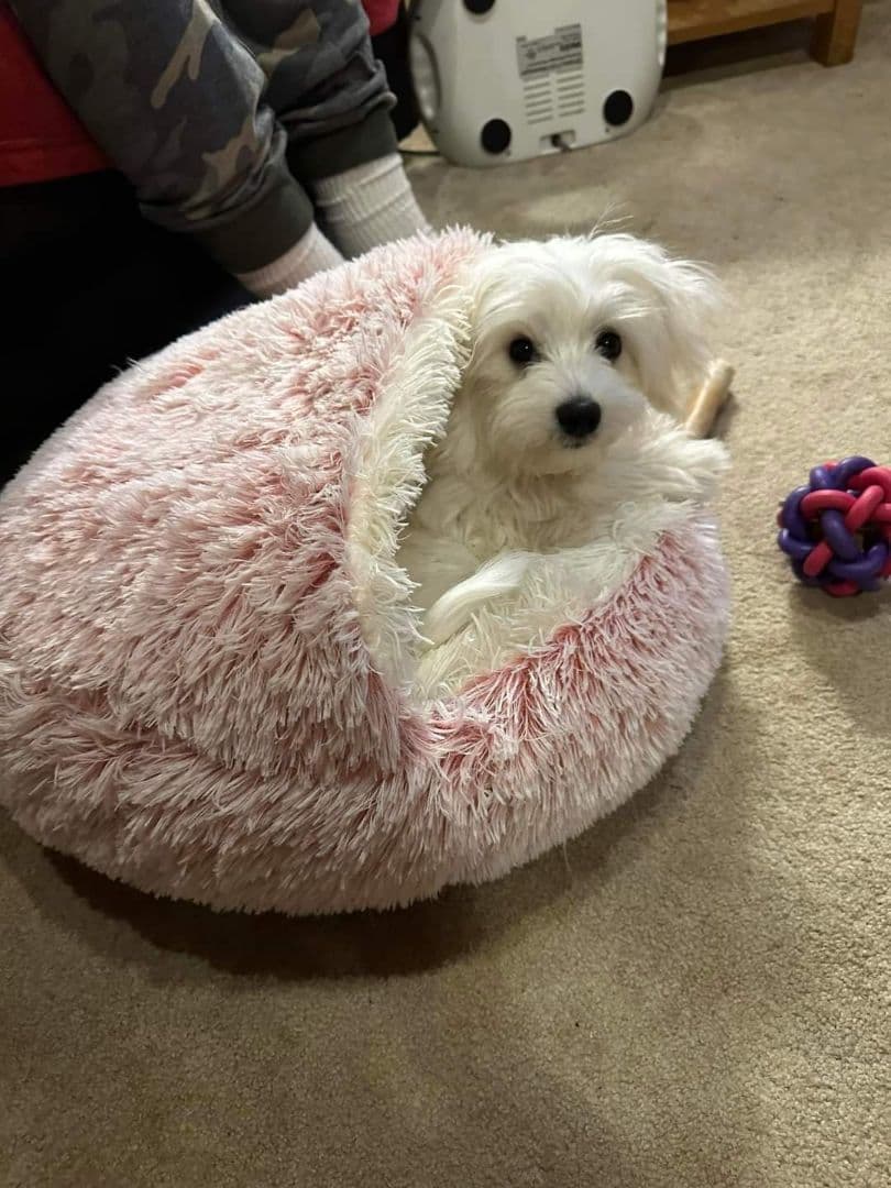 Coton de Tulear Female Puppies 🐾 breeder image 9