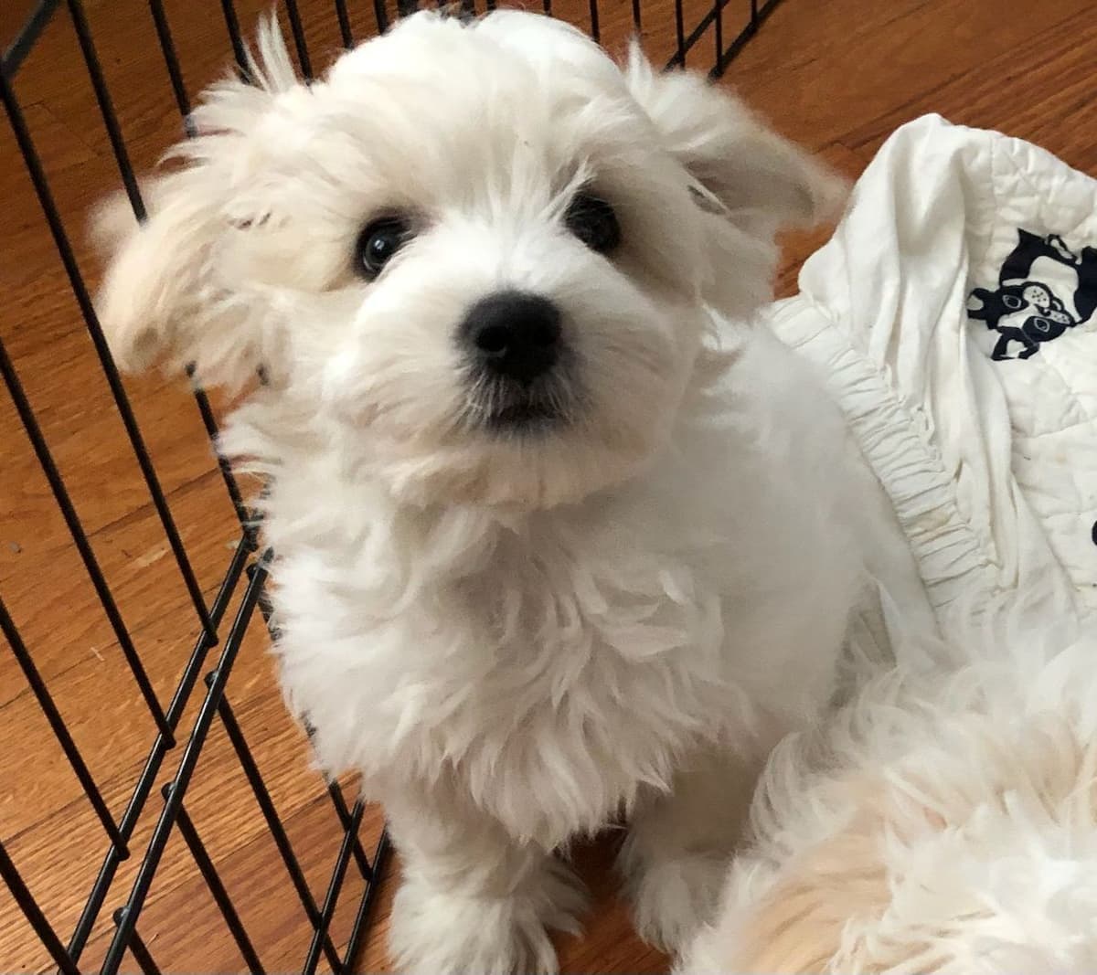 Coton de Tulear Female Puppies 🐾 breeder image 5