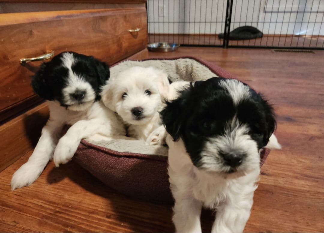Coton de Tulear Female Puppies 🐾 breeder image 11
