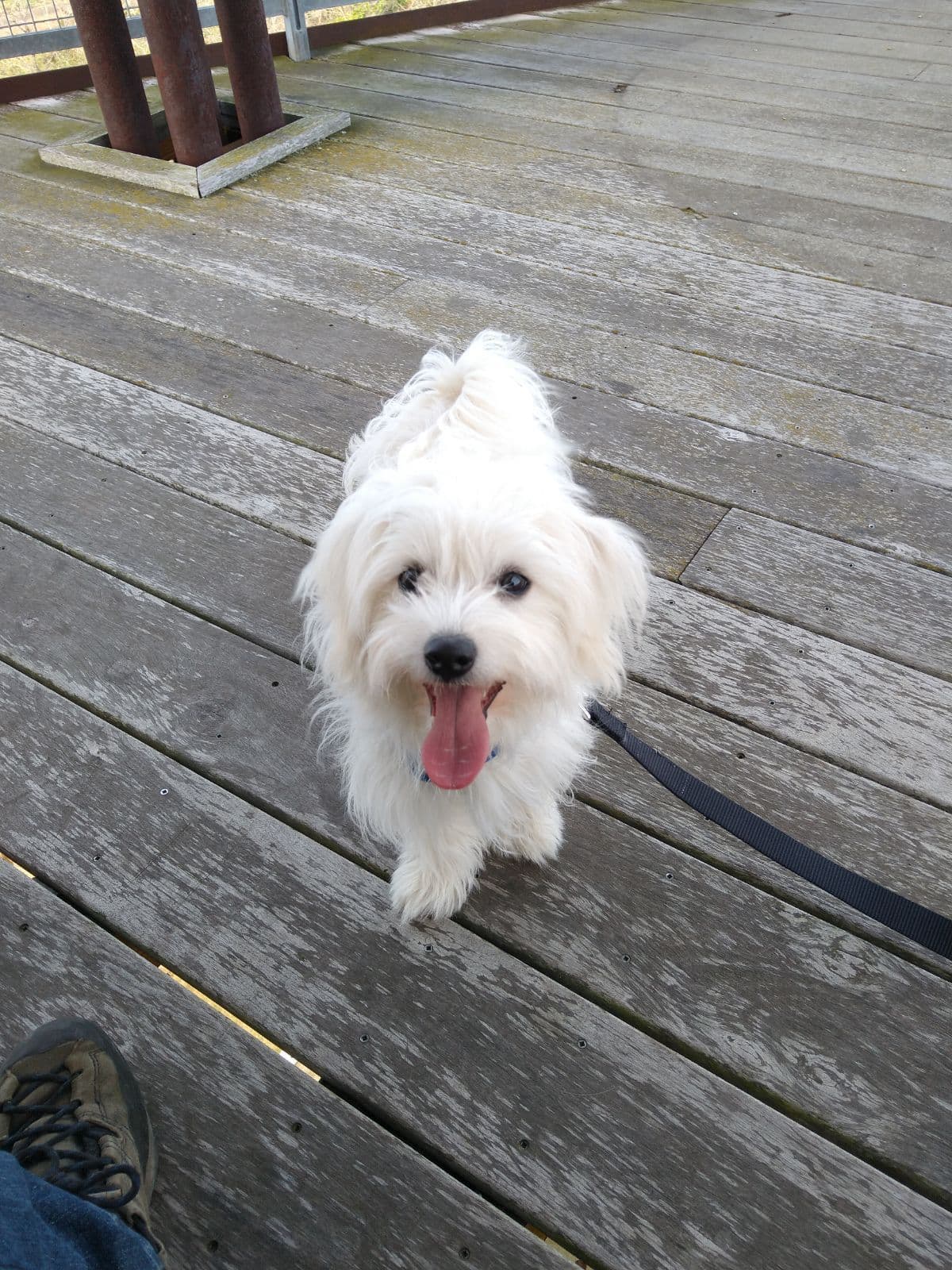 Coton de Tulear Female Puppies 🐾 breeder image 10
