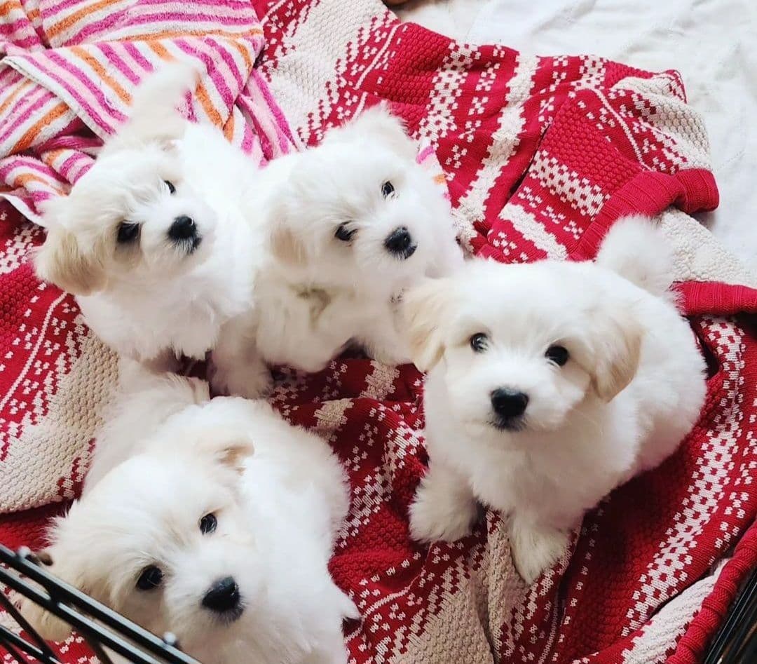 Coton de Tulear Female Puppies 🐾 breeder image 3